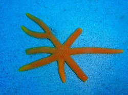 変なヒトデ 変なヒトデ