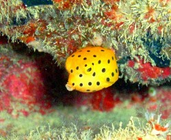 1.5cmの子。ほかに3cmくらいの子もいましたよー 1.5cmの子。ほかに3cmくらいの子もいましたよー