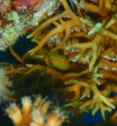 アカネダルマハゼ アカネダルマハゼ