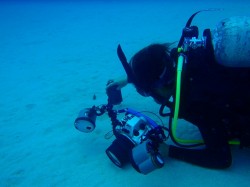 ミナミホタテウミヘビ ミナミホタテウミヘビ