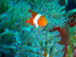 クマノミパラダイス