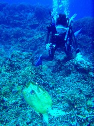 ウミガメ タイマイ君のでんぐり返し♪ ウミガメ タイマイ君のでんぐり返し♪