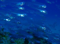 スカシテンジクダイ スカシテンジクダイ