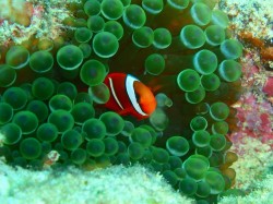 イナンビシ・クマノミパラダイスといえば、やっぱりこのコでしょう♪