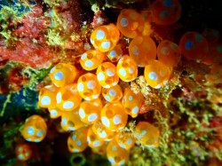 通称ウルトラマンホヤ　ハナヒゲウツボ以上に張り付いていたチームも♪