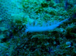 シロハナガサウミウシ　　ウミウシ好きには溜まりません。今度はストロボが・・・