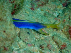 ハナヒゲウツボ　イナンビシのアイドルです♪ん？ピントが・・・(汗)