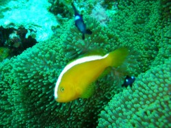 セジロクマノミ