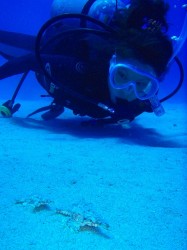 ウミテング ウミテング