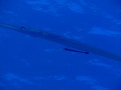 おもちゃみたい。 おもちゃみたい。