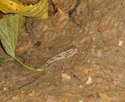 ミナミトビハゼ ミナミトビハゼ