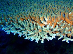 もりもり回復するかつての破断面