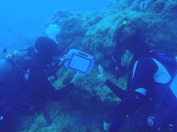 沖縄本島ダイビング