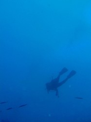 表層は濁っていたけど 水中は綺麗でした 表層は濁っていたけど 水中は綺麗でした