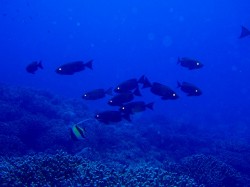 ホウセキキントキ