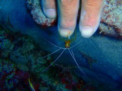 アカシマシラヒゲエビ