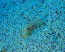 砂地を猛ダッシュしていました!!けっこう速い 砂地を猛ダッシュしていました!!けっこう速い