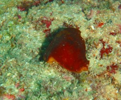 ただいまこんな帽子です♪