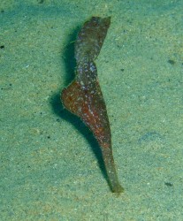 これが出ると 冬の訪れを感じますね~ これが出ると 冬の訪れを感じますね~