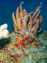 ウミウシはどこに居るかわかりますか? ウミウシはどこに居るかわかりますか?