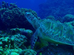 アオウミガメ発見 （沖縄　ダイビング）