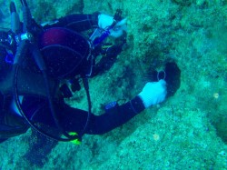 ウニを観察中　（沖縄　ダイビング）