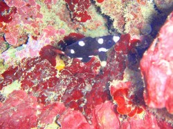 スミツキベラの幼魚　（沖縄本島　近海　ダイビング）