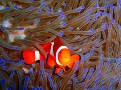 カクレクマノミ　初めての水中写真でも上手に撮れました！