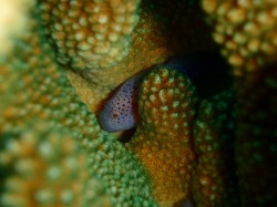 パンダオコゼ　（慶良間諸島）