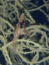 ニシキフウライウオたち　（沖縄本島　嘉手納）