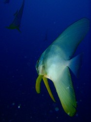 ツバメウオの群れ　（沖縄本島　嘉手納）
