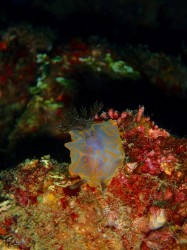 キスジカンテンウミウシ　（沖縄本島　嘉手納）