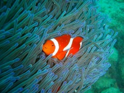 カクレクマノミ