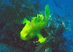 人気のアイドル