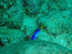 イナンビシ　クマノミパラダイス