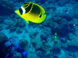 お客さん撮影。　ず～っと近くを泳いでいましたねー