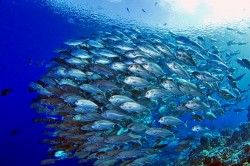 これですよこれ！