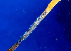 ガラスハゼの卵たち!銀色のツブツブです。 ガラスハゼの卵たち!銀色のツブツブです。