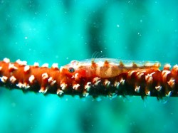 卵をもったガラスハゼ 卵をもったガラスハゼ