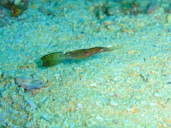 カミソリウオ、最近毎ダイブ見られます　（沖縄本島　ダイビング）