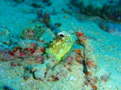 ジョーフィッシュくん　結構顔をだしてくれます　（沖縄　ダイビング）