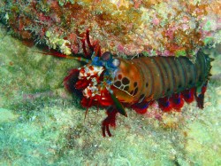 珍しくとまってポージングしてくれたモンハナシャコくん（沖縄　ダイビング）