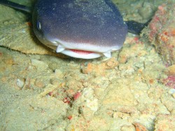 ネムリブカのドアップ☆