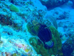 サラサハゼの一種 サラサハゼの一種