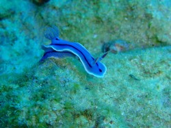 ウミウシも増えてきましたね ウミウシも増えてきましたね