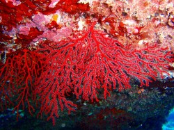 オーバーハングにはこんな色どりを添えてくれます (沖縄 ダイビング) オーバーハングにはこんな色どりを添えてくれます (沖縄 ダイビング)