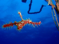 にしきふうらい