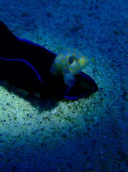 乗っかっているだけに見えますが、小さいほうが大きい方を食べているんです。