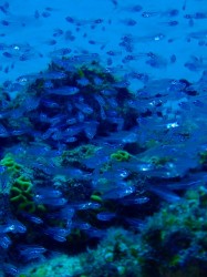 涼しげですね～