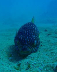 沖縄では魚もスローライフ？